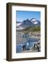 King penguins (Aptenodytes patagonicus) in beautiful scenery, Salisbury Plain, South Georgia, Antar-Michael Runkel-Framed Photographic Print