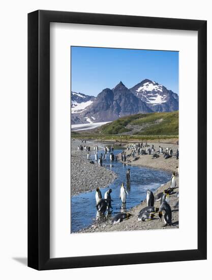 King penguins (Aptenodytes patagonicus) in beautiful scenery, Salisbury Plain, South Georgia, Antar-Michael Runkel-Framed Photographic Print