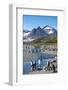 King penguins (Aptenodytes patagonicus) in beautiful scenery, Salisbury Plain, South Georgia, Antar-Michael Runkel-Framed Photographic Print