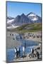 King penguins (Aptenodytes patagonicus) in beautiful scenery, Salisbury Plain, South Georgia, Antar-Michael Runkel-Mounted Photographic Print