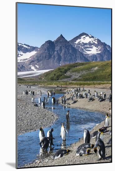 King penguins (Aptenodytes patagonicus) in beautiful scenery, Salisbury Plain, South Georgia, Antar-Michael Runkel-Mounted Photographic Print