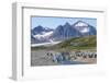 King penguins (Aptenodytes patagonicus) in beautiful scenery, Salisbury Plain, South Georgia, Antar-Michael Runkel-Framed Photographic Print