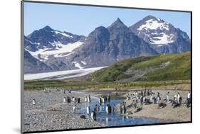 King penguins (Aptenodytes patagonicus) in beautiful scenery, Salisbury Plain, South Georgia, Antar-Michael Runkel-Mounted Photographic Print