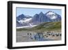 King penguins (Aptenodytes patagonicus) in beautiful scenery, Salisbury Plain, South Georgia, Antar-Michael Runkel-Framed Photographic Print