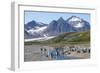 King penguins (Aptenodytes patagonicus) in beautiful scenery, Salisbury Plain, South Georgia, Antar-Michael Runkel-Framed Photographic Print