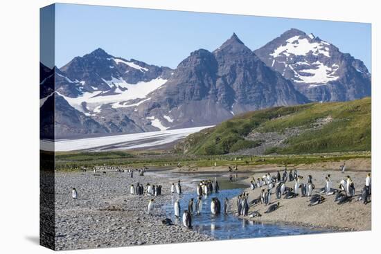King penguins (Aptenodytes patagonicus) in beautiful scenery, Salisbury Plain, South Georgia, Antar-Michael Runkel-Stretched Canvas