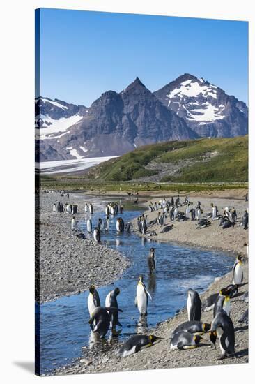 King penguins (Aptenodytes patagonicus) in beautiful scenery, Salisbury Plain, South Georgia, Antar-Michael Runkel-Stretched Canvas