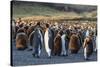 King Penguins (Aptenodytes Patagonicus) in Early Morning Light at Gold Harbor, South Georgia-Michael Nolan-Stretched Canvas