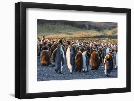 King Penguins (Aptenodytes Patagonicus) in Early Morning Light at Gold Harbor, South Georgia-Michael Nolan-Framed Photographic Print