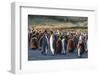 King Penguins (Aptenodytes Patagonicus) in Early Morning Light at Gold Harbor, South Georgia-Michael Nolan-Framed Photographic Print