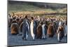 King Penguins (Aptenodytes Patagonicus) in Early Morning Light at Gold Harbor, South Georgia-Michael Nolan-Mounted Photographic Print