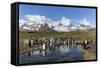 King Penguins (Aptenodytes Patagonicus) in Early Morning Light at St. Andrews Bay, South Georgia-Michael Nolan-Framed Stretched Canvas