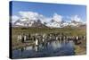 King Penguins (Aptenodytes Patagonicus) in Early Morning Light at St. Andrews Bay, South Georgia-Michael Nolan-Stretched Canvas