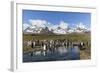 King Penguins (Aptenodytes Patagonicus) in Early Morning Light at St. Andrews Bay, South Georgia-Michael Nolan-Framed Photographic Print