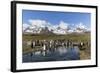 King Penguins (Aptenodytes Patagonicus) in Early Morning Light at St. Andrews Bay, South Georgia-Michael Nolan-Framed Photographic Print