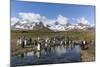 King Penguins (Aptenodytes Patagonicus) in Early Morning Light at St. Andrews Bay, South Georgia-Michael Nolan-Mounted Photographic Print