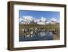 King Penguins (Aptenodytes Patagonicus) in Early Morning Light at St. Andrews Bay, South Georgia-Michael Nolan-Framed Photographic Print