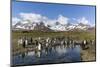 King Penguins (Aptenodytes Patagonicus) in Early Morning Light at St. Andrews Bay, South Georgia-Michael Nolan-Mounted Photographic Print