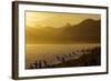 King Penguins (Aptenodytes Patagonicus) On Beach At Sunrise, South Georgia Island, March-Russell Laman-Framed Photographic Print