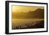 King Penguins (Aptenodytes Patagonicus) On Beach At Sunrise, South Georgia Island, March-Russell Laman-Framed Photographic Print