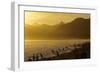 King Penguins (Aptenodytes Patagonicus) On Beach At Sunrise, South Georgia Island, March-Russell Laman-Framed Photographic Print