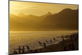 King Penguins (Aptenodytes Patagonicus) On Beach At Sunrise, South Georgia Island, March-Russell Laman-Mounted Photographic Print