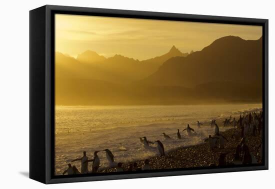 King Penguins (Aptenodytes Patagonicus) On Beach At Sunrise, South Georgia Island, March-Russell Laman-Framed Stretched Canvas