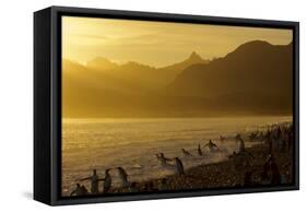 King Penguins (Aptenodytes Patagonicus) On Beach At Sunrise, South Georgia Island, March-Russell Laman-Framed Stretched Canvas