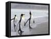 King Penguins (Aptenodytes Patagonicus), Salisbury Plain, South Georgia, Antarctic, Polar Regions-Thorsten Milse-Framed Stretched Canvas