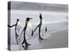 King Penguins (Aptenodytes Patagonicus), Salisbury Plain, South Georgia, Antarctic, Polar Regions-Thorsten Milse-Stretched Canvas