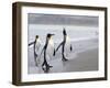 King Penguins (Aptenodytes Patagonicus), Salisbury Plain, South Georgia, Antarctic, Polar Regions-Thorsten Milse-Framed Photographic Print