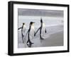 King Penguins (Aptenodytes Patagonicus), Salisbury Plain, South Georgia, Antarctic, Polar Regions-Thorsten Milse-Framed Photographic Print