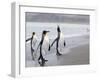 King Penguins (Aptenodytes Patagonicus), Salisbury Plain, South Georgia, Antarctic, Polar Regions-Thorsten Milse-Framed Photographic Print