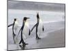 King Penguins (Aptenodytes Patagonicus), Salisbury Plain, South Georgia, Antarctic, Polar Regions-Thorsten Milse-Mounted Photographic Print