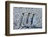 King penguins (Aptenodytes patagonicus), Salisbury Plain, South Georgia, Antarctica, Polar Regions-Michael Runkel-Framed Photographic Print