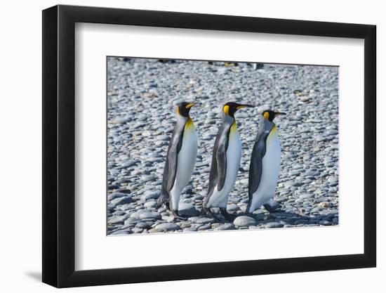 King penguins (Aptenodytes patagonicus), Salisbury Plain, South Georgia, Antarctica, Polar Regions-Michael Runkel-Framed Photographic Print