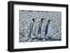 King penguins (Aptenodytes patagonicus), Salisbury Plain, South Georgia, Antarctica, Polar Regions-Michael Runkel-Framed Photographic Print