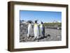 King penguins (Aptenodytes patagonicus), Salisbury Plain, South Georgia, Antarctica, Polar Regions-Michael Runkel-Framed Photographic Print