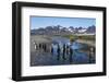 King penguins (Aptenodytes patagonicus), Salisbury Plain, South Georgia, Antarctica, Polar Regions-Michael Runkel-Framed Photographic Print