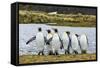 King Penguins (Aptenodytes Patagonicus)-Michael Nolan-Framed Stretched Canvas