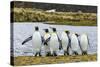 King Penguins (Aptenodytes Patagonicus)-Michael Nolan-Stretched Canvas