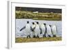 King Penguins (Aptenodytes Patagonicus)-Michael Nolan-Framed Photographic Print