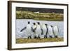 King Penguins (Aptenodytes Patagonicus)-Michael Nolan-Framed Photographic Print