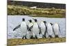 King Penguins (Aptenodytes Patagonicus)-Michael Nolan-Mounted Photographic Print