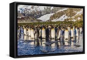 King Penguins (Aptenodytes Patagonicus)-Michael Nolan-Framed Stretched Canvas
