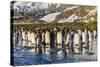 King Penguins (Aptenodytes Patagonicus)-Michael Nolan-Stretched Canvas