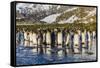 King Penguins (Aptenodytes Patagonicus)-Michael Nolan-Framed Stretched Canvas