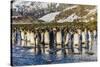 King Penguins (Aptenodytes Patagonicus)-Michael Nolan-Stretched Canvas