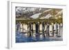 King Penguins (Aptenodytes Patagonicus)-Michael Nolan-Framed Photographic Print