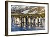 King Penguins (Aptenodytes Patagonicus)-Michael Nolan-Framed Photographic Print